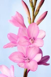 tuberose