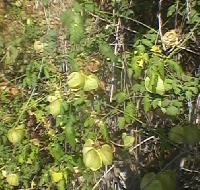 Cardiospermum Canescens Sapindaceae