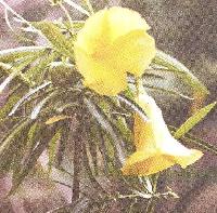 Cascabela Thevetia  Apocynaceae