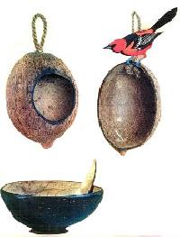 Coconut Shell Bird Nest & D