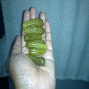 preserved gherkins