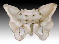 Adult Female Pelvis