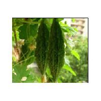 Hybrid Bitter Gourd Seeds