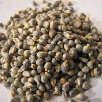 Hybrid Seeds