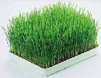 Wheatgrass