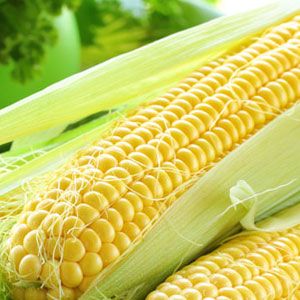 Yellow Maize