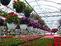 floriculture plant