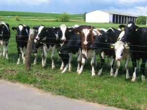 Dairy Cattles Holstein,Jersey Open Heifers,Angus,Jersey Calves