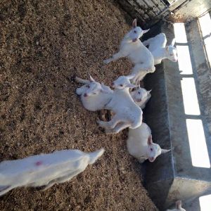 GOATS- Excellent Quality standard size milking goats For Sale