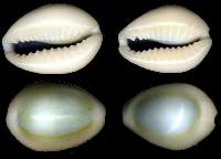 opal cowrie shells