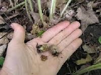 Ginger Seeds