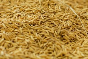 Rice Bran