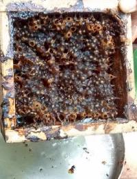 Stingless Bee Honey