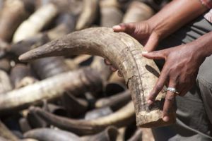 water buffalo horn