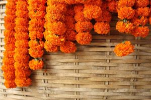 Marigold Flower Strings