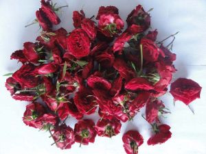 Fresh Red Rose Flowers