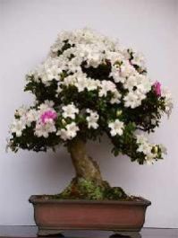 plants for bonsai