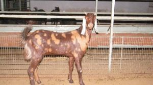 Sirohi Goat Breeding