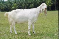 Totapari Goat Breeding