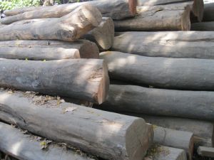 Wood Logs