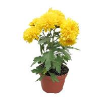 chrysanthemum plant