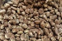 Palm Kernel Nuts