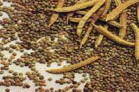 Guar Gum Seeds