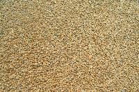 Millet Seeds