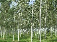 Eucalyptus clone plants