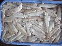 Frozen Squid