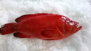 red grouper