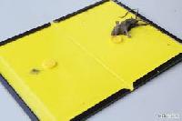 rat glue traps