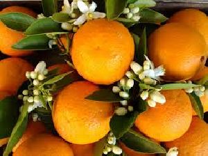 Neroli Oil