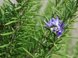 Rosemary Oil