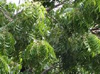 Neem Insecticide