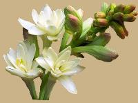 tuberose