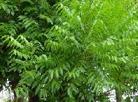 NEEM PLANTS