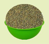 Pearl Millet