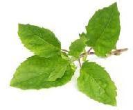 Holy Basil Leaves