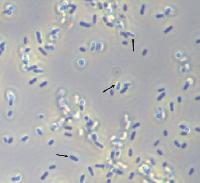 Azotobacter