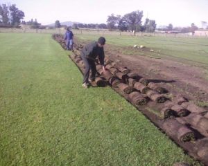 Turf lawn grass carpet rolls