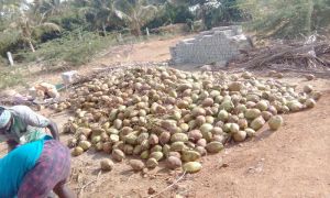 Coconut Products