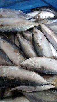 Indian Mackerel