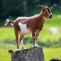 Live Goat