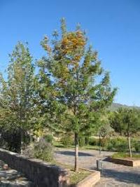 Silver Oak Tree