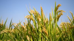 Paddy Field