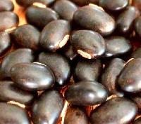 Konch Seed (Mucuna Pruriens)