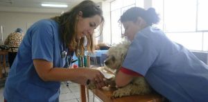 Veterinary Training Services