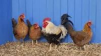 chicken hens