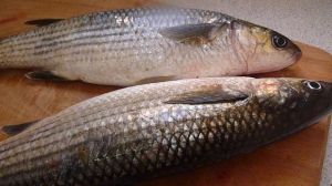 silver mullet fish